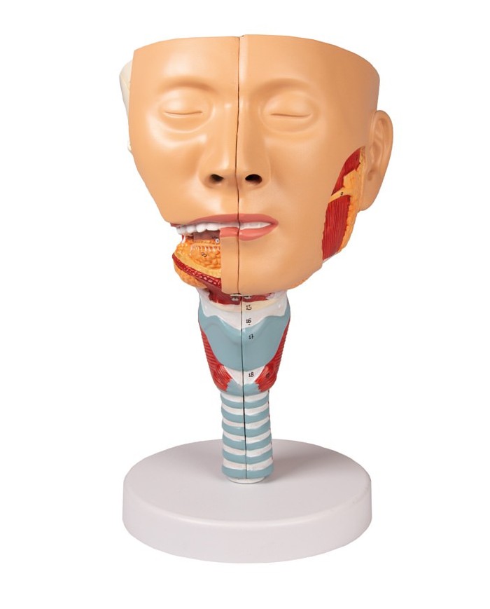 Modello anatomico di testa con gola e laringe Erler Zimmer C133