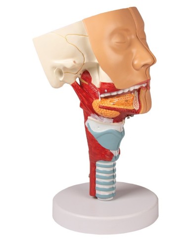 Modello anatomico di testa con gola e laringe Erler Zimmer C133