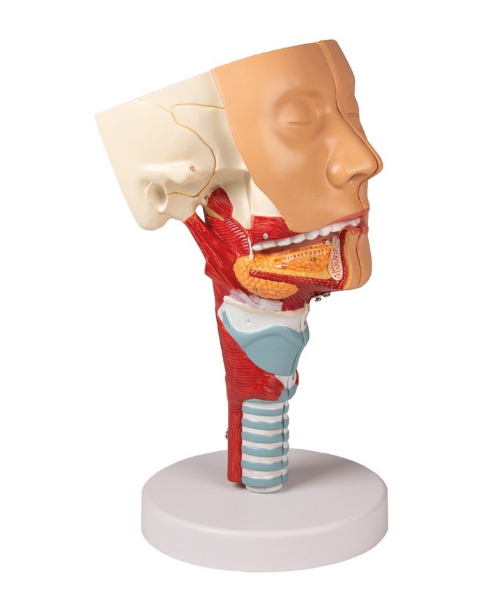 Modello anatomico di testa con gola e laringe Erler Zimmer C133