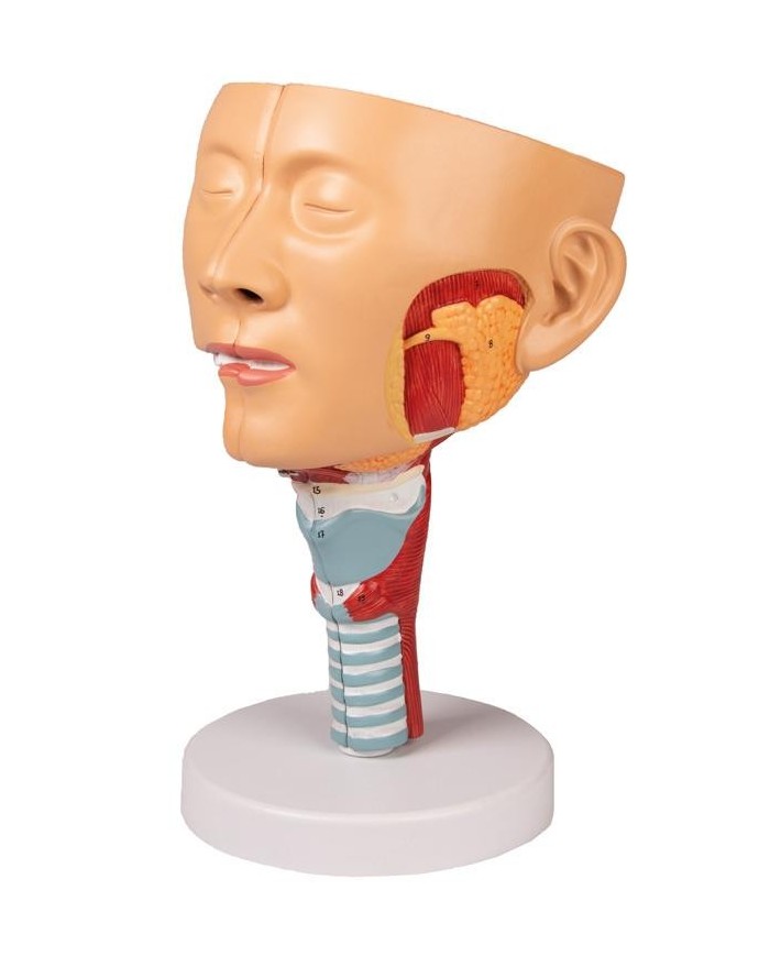 Modello anatomico di testa con gola e laringe Erler Zimmer C133