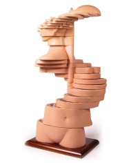 Torso a fette a dimensioni naturali Erler Zimmer V120