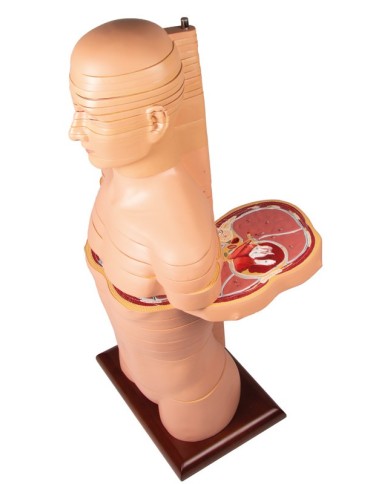 Torso a fette a dimensioni naturali Erler Zimmer V120 Torso a fette a dimensioni naturali Erler Zimmer V120