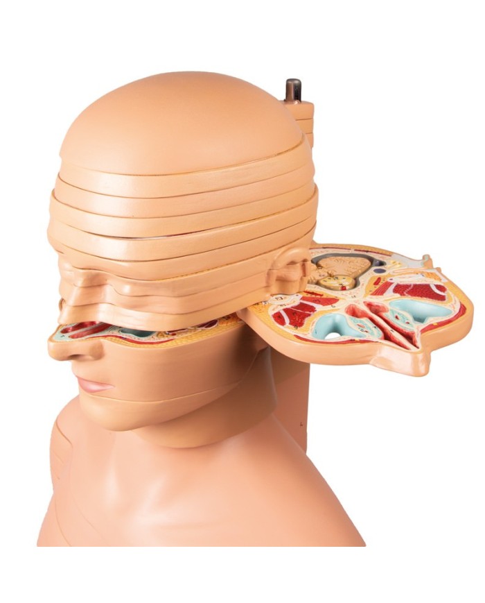 Torso a fette a dimensioni naturali Erler Zimmer V120