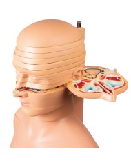 Torso a fette a dimensioni naturali Erler Zimmer V120