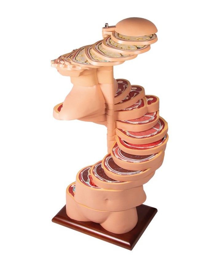 Torso a fette a dimensioni naturali Erler Zimmer V120