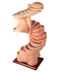 Torso a fette a dimensioni naturali Erler Zimmer V120