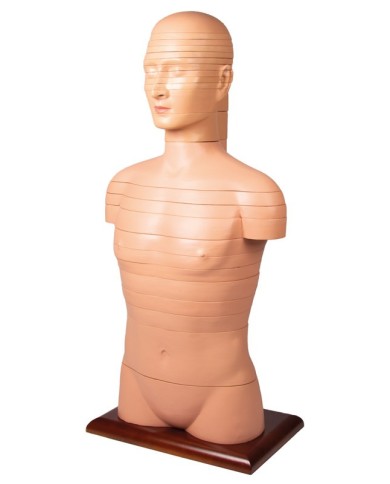Torso a fette a dimensioni naturali Erler Zimmer V120 Torso a fette a dimensioni naturali Erler Zimmer V120