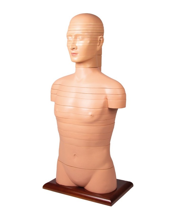 Torso a fette a dimensioni naturali Erler Zimmer V120