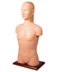 Torso a fette a dimensioni naturali Erler Zimmer V120