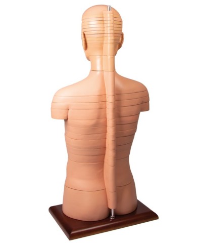 Torso a fette a dimensioni naturali Erler Zimmer V120 Torso a fette a dimensioni naturali Erler Zimmer V120