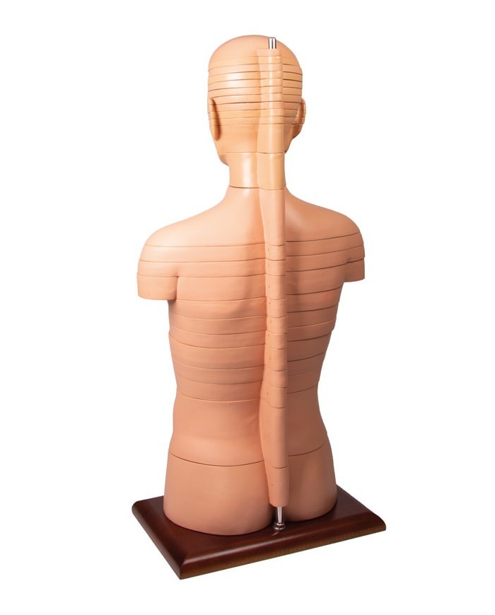 Torso a fette a dimensioni naturali Erler Zimmer V120