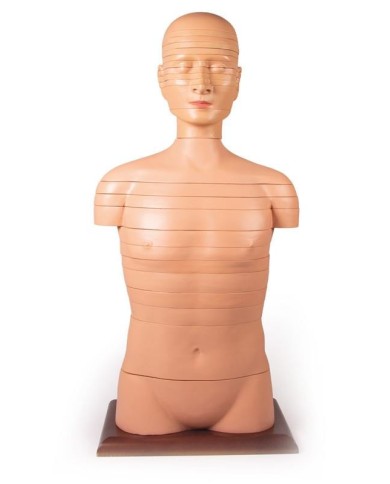 Torso a fette a dimensioni naturali Erler Zimmer V120 Torso a fette a dimensioni naturali Erler Zimmer V120