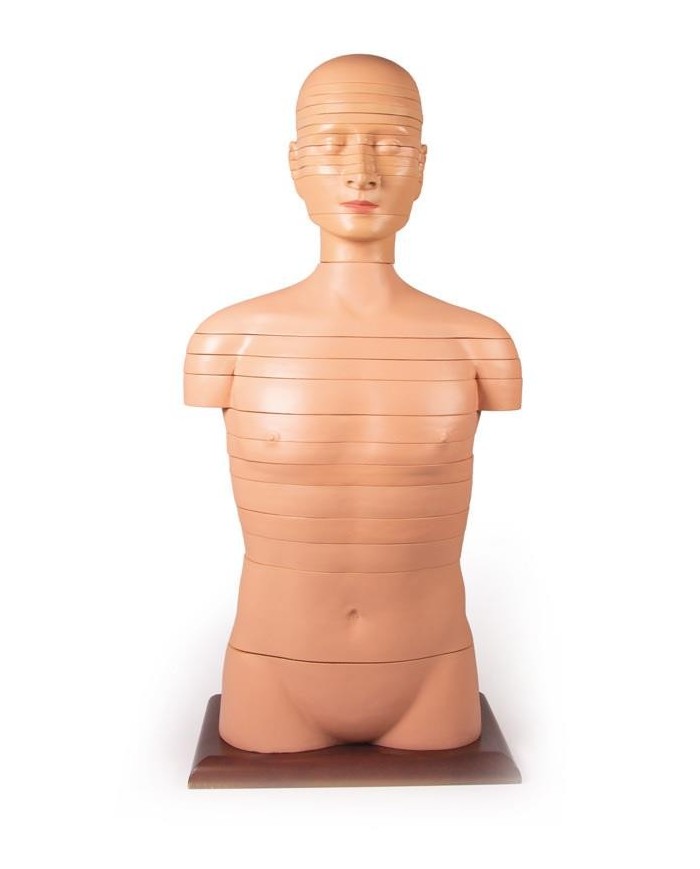 Torso a fette a dimensioni naturali Erler Zimmer V120