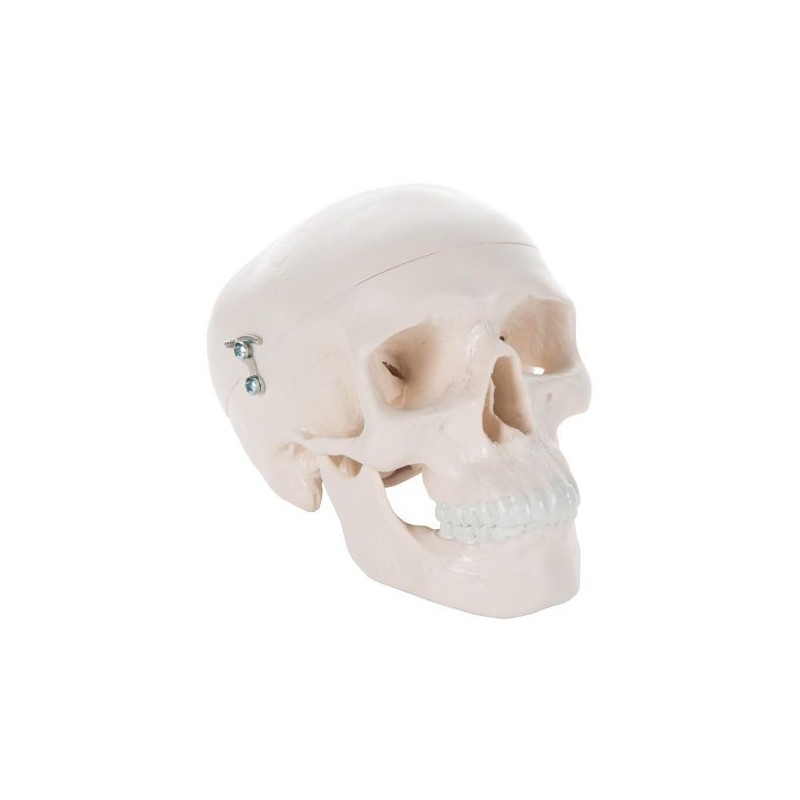 3B Scientific  - Modello anatomico di Mini cranio, in 3 parti A18/15