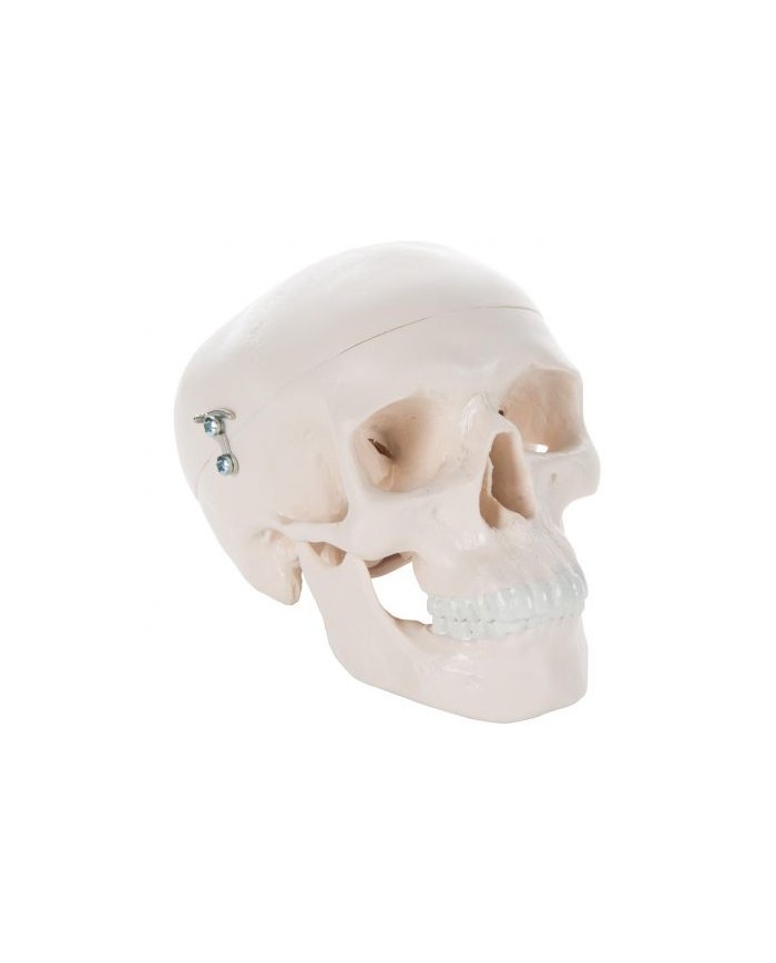 3B Scientific  - Modello anatomico di Mini cranio, in 3 parti A18/15