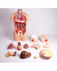 Modello di torso umano senza sesso in 12 parti B109