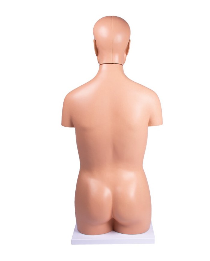 Modello di torso umano senza sesso in 12 parti B109
