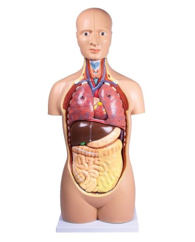 Modello di torso umano senza sesso in 12 parti B109 Modello di torso umano senza sesso in 12 parti B109