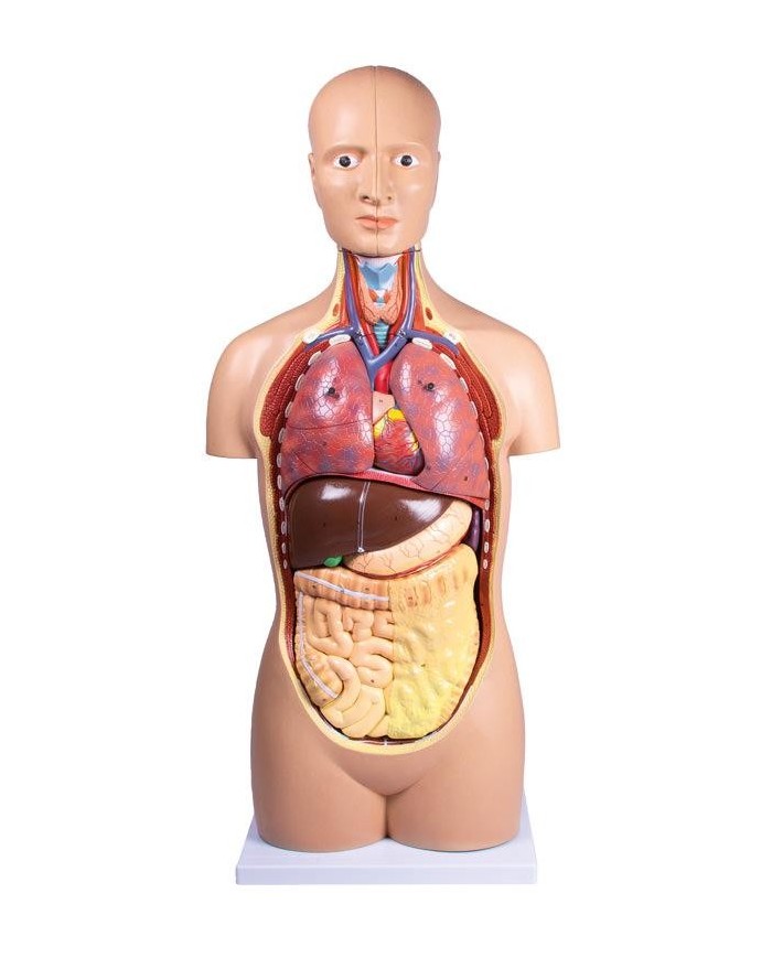 Modello di torso umano senza sesso in 12 parti B109