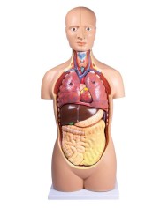 Modello di torso umano senza sesso in 12 parti B109