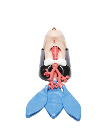 AirSim Combo bronchi X