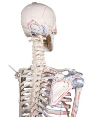 Erler Zimmer modello anatomico di scheletro con marcatura dei muscoli e legamenti articolari 3010