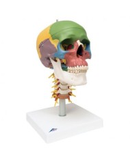 3B Scientific, Cranio, modello didattico, su vertebre cervicali, in 4 parti - A20/2