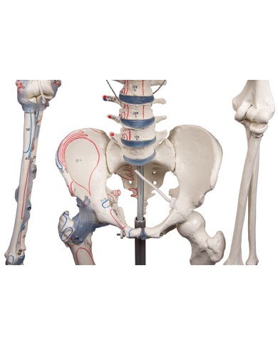 Erler Zimmer modello anatomico di scheletro con marcatura dei muscoli e legamenti articolari 3010 Erler Zimmer modello anatomico di scheletro con marcatura dei muscoli e legamenti articolari 3010