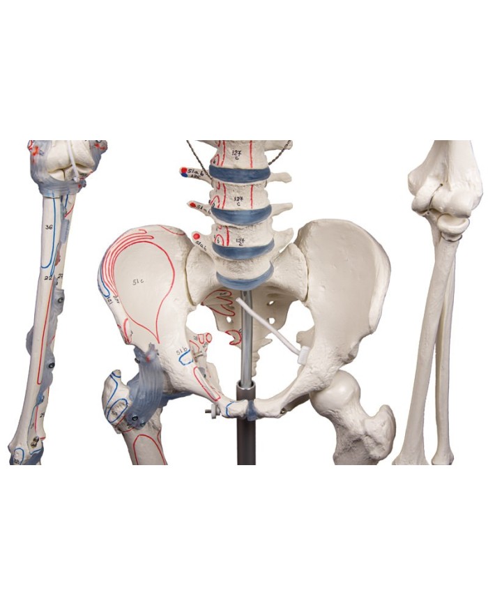 Erler Zimmer modello anatomico di scheletro con marcatura dei muscoli e legamenti articolari 3010