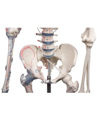 Erler Zimmer modello anatomico di scheletro con marcatura dei muscoli e legamenti articolari 3010