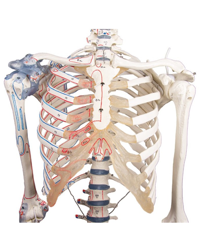Erler Zimmer modello anatomico di scheletro con marcatura dei muscoli e legamenti articolari 3010