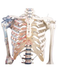 Erler Zimmer modello anatomico di scheletro con marcatura dei muscoli e legamenti articolari 3010