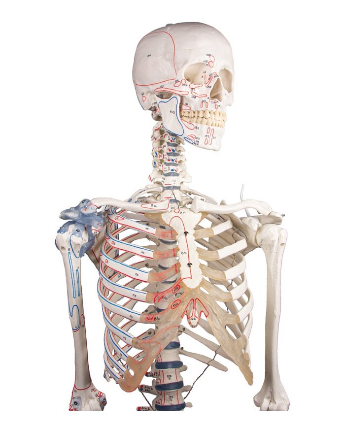Erler Zimmer modello anatomico di scheletro con marcatura dei muscoli e legamenti articolari 3010