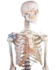 Erler Zimmer modello anatomico di scheletro con marcatura dei muscoli e legamenti articolari 3010