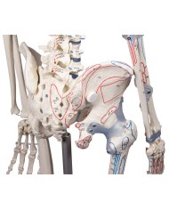 Erler Zimmer modello anatomico di scheletro con marcatura dei muscoli e legamenti articolari 3010