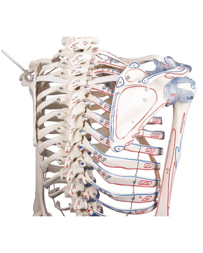 Erler Zimmer modello anatomico di scheletro con marcatura dei muscoli e legamenti articolari 3010