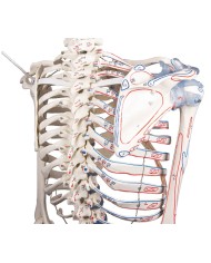 Erler Zimmer modello anatomico di scheletro con marcatura dei muscoli e legamenti articolari 3010