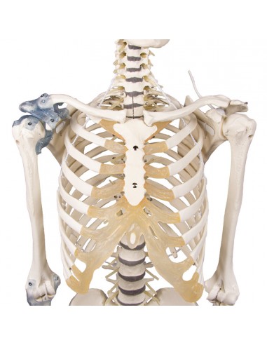 Modello di scheletro con colonna flessibile e legamenti articolari
