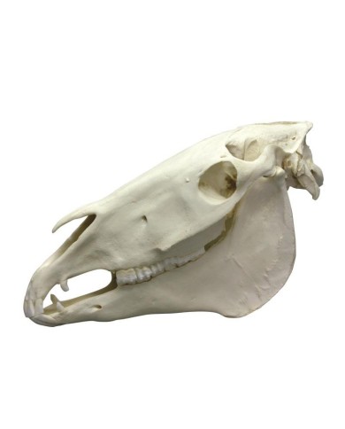Cranio di Cavallo scomponibile in 2 parti VET4350