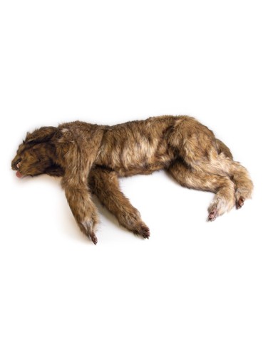 Manichino di cane Rocky per la simulazione di posizionamento Erler Zimmer