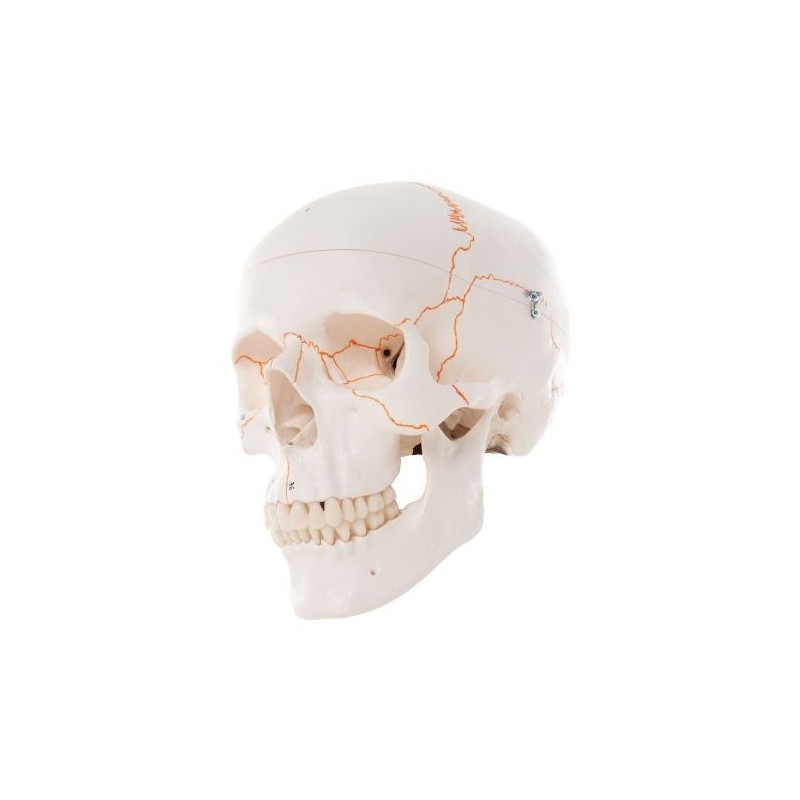 Cranio 3B Scientific, modello classico, con numerazione, in 3 parti A21
