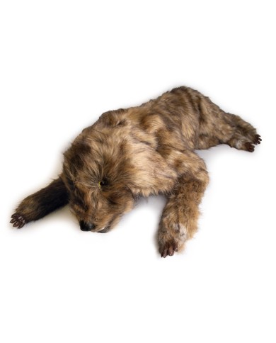 Manichino di cane Rocky per la simulazione di posizionamento Erler Zimmer