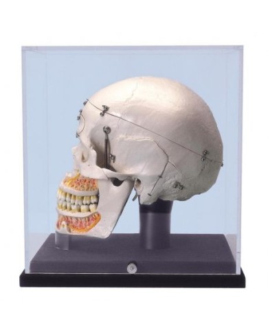 Cranio 3B Scientific, modello di lusso, per dimostrazioni, con vetrina A27/9