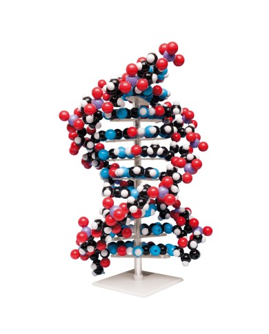 Modello di DNA a doppia elica, 22 segmenti, Kit di montaggio W19762