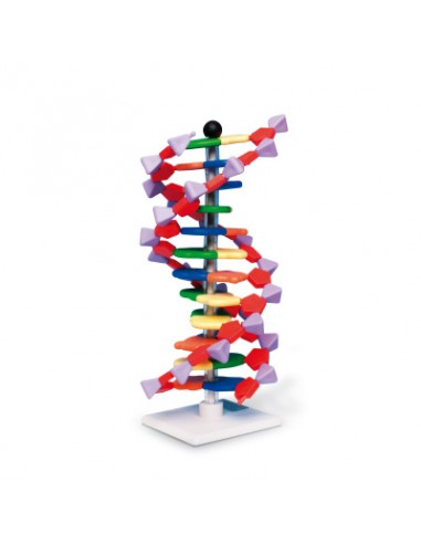 Modello di DNA a doppia elica, 12...