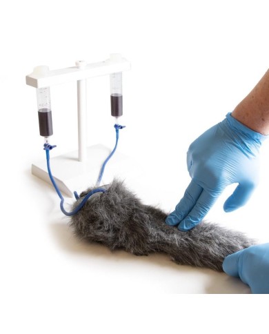 Zampa di cane per simulazione di iniezioni endovenose VET4610