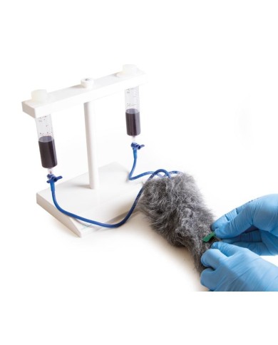 Zampa di cane per simulazione di iniezioni endovenose VET4610