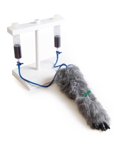 Zampa di cane per simulazione di iniezioni endovenose VET4610