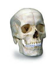 3B Scientific Cranio BONElike™ - cranio osseo, in 6 parti A281