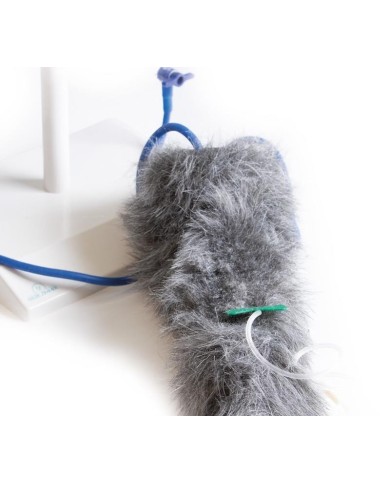 Zampa di cane per simulazione di iniezioni endovenose VET4610